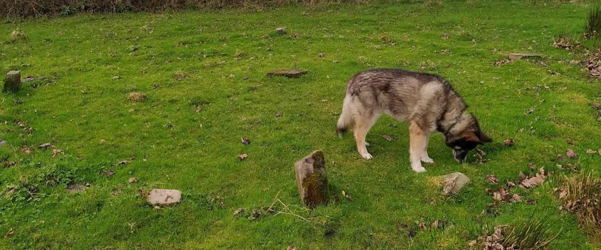 A wide panoramic view of a fluffy, wolf-like dog sniffing the grass inside an outdoor stone medicine wheel at the nature sanctuary